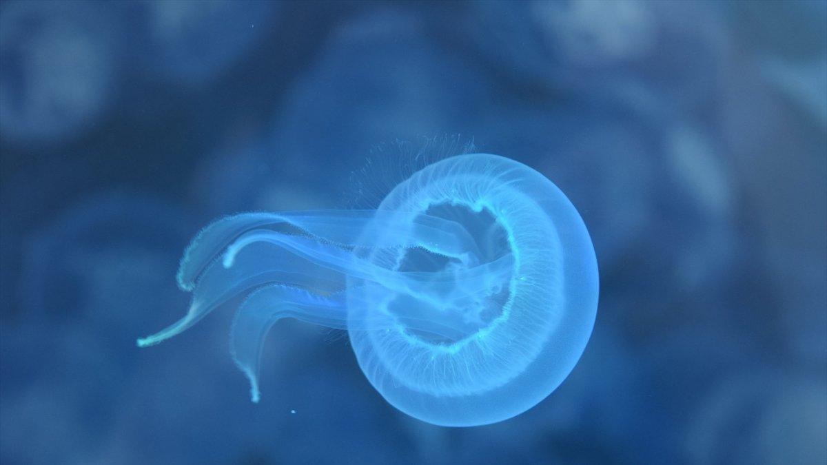 Alerta en la Playa de la Goleta: 50 Picaduras de Medusas Durante un Triatlón
