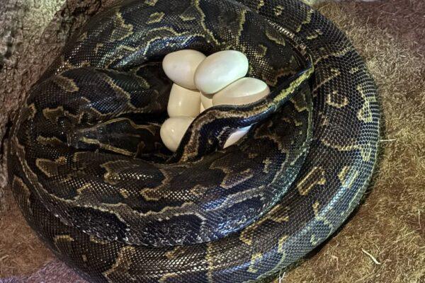 Impactantes imágenes de la serpiente más grande de África capturadas por los expertos de Bioparc Valencia