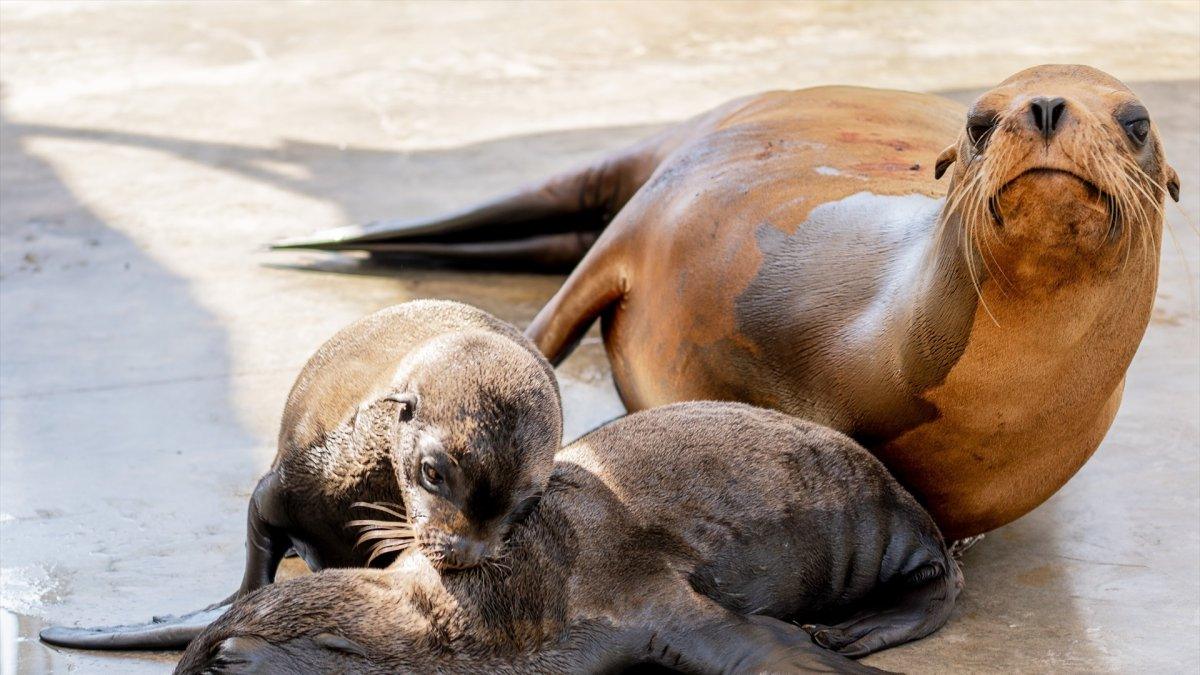 Nacen por primera vez mellizos de león marino en el Oceanográfico de Valencia: un hito histórico