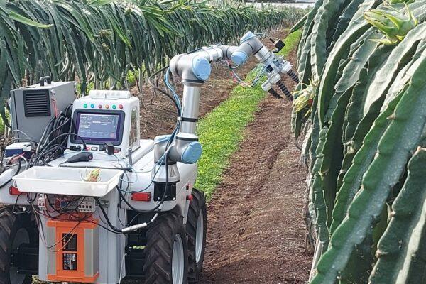 Dragonbot: el innovador robot de la UPV que cosecha pitayas al detectar su madurez