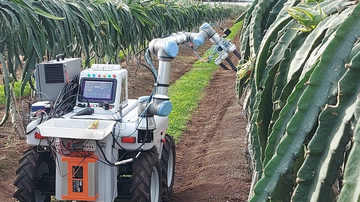 Dragonbot: el innovador robot de la UPV que cosecha pitayas al detectar su madurez
