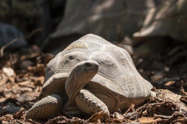 Bioparc Valencia presenta "fósiles vivientes": sorprendentes criaturas que parecen de otro mundo