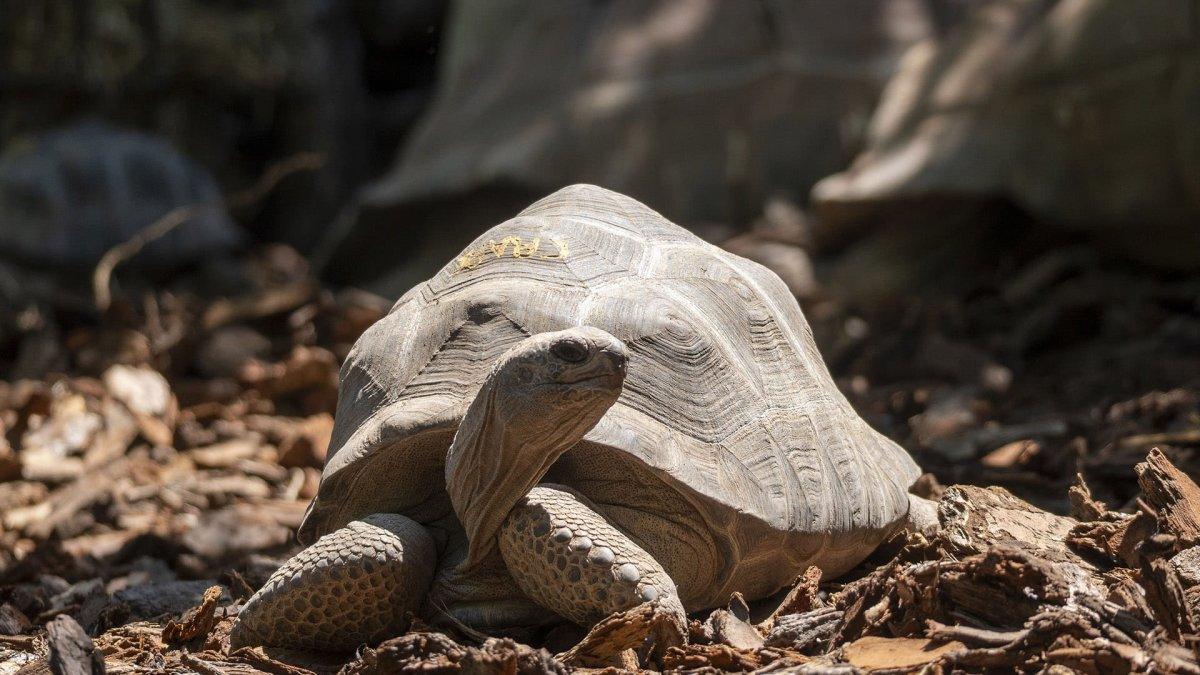 Bioparc Valencia presenta "fósiles vivientes": sorprendentes criaturas que parecen de otro mundo