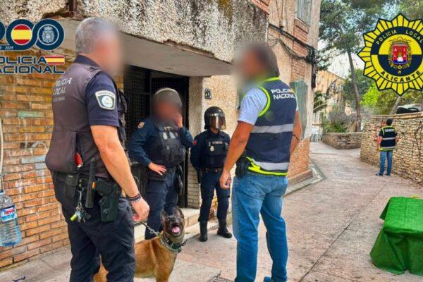 La Policía Local desmantela un cultivo ilegal de 190 plantas de marihuana en el norte de Alicante gracias a sus medios aéreos