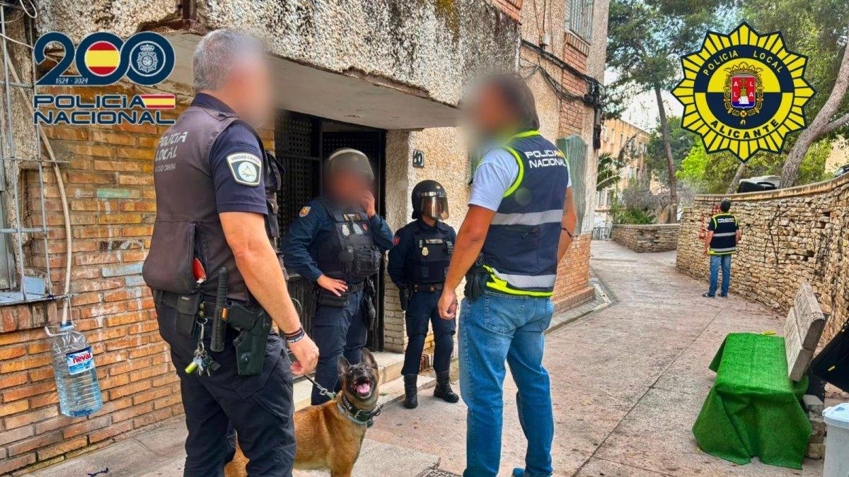 La Policía Local desmantela un cultivo ilegal de 190 plantas de marihuana en el norte de Alicante gracias a sus medios aéreos