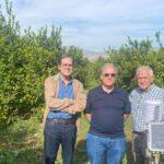 El virus que afecta a los limoneros se propaga por la Vega Baja: jornada científica en Elche para su estudio