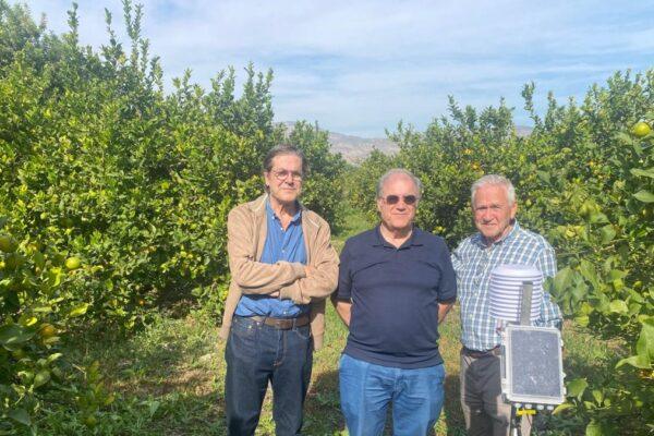 El virus que afecta a los limoneros se propaga por la Vega Baja: jornada científica en Elche para su estudio