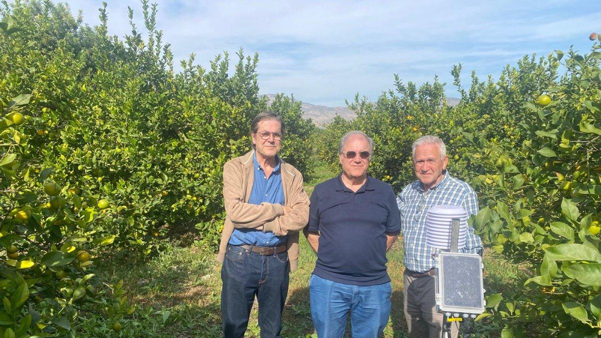 El virus que afecta a los limoneros se propaga por la Vega Baja: jornada científica en Elche para su estudio