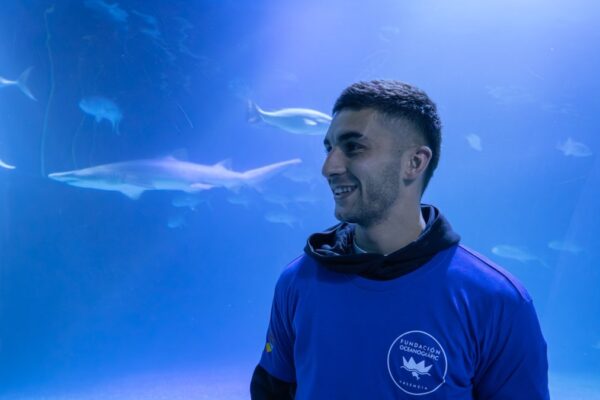 Descubre el tiburón Ferran Torres en el Oceanogràfic: el homenaje del acuario valenciano al goleador del Mundial