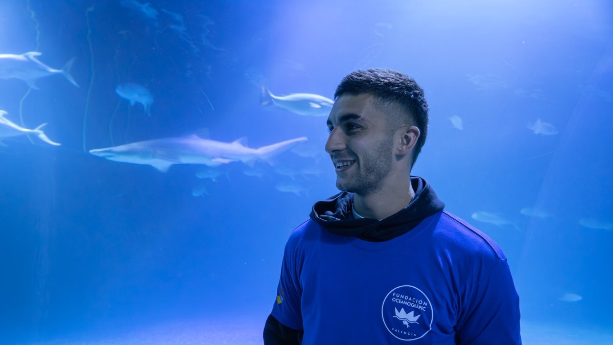 Descubre el tiburón Ferran Torres en el Oceanogràfic: el homenaje del acuario valenciano al goleador del Mundial