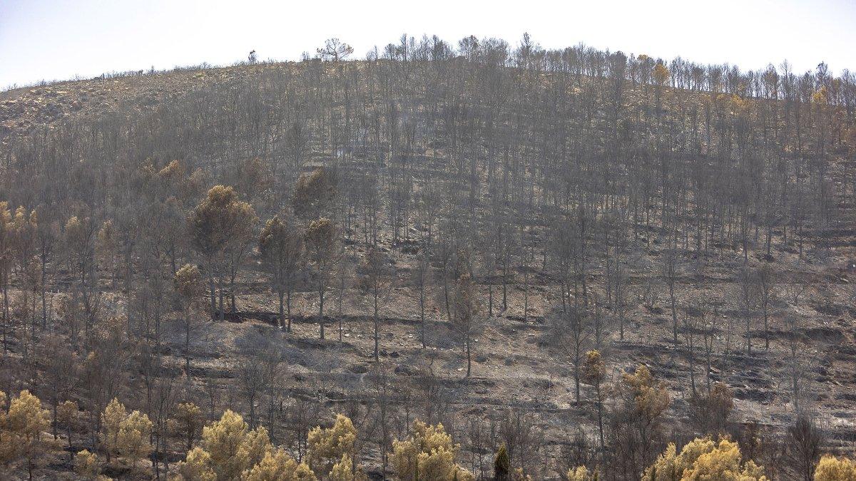 Incendio en la Vall d'Uixó: 10.000 hectáreas arrasadas y riesgo de nueva ola de calor