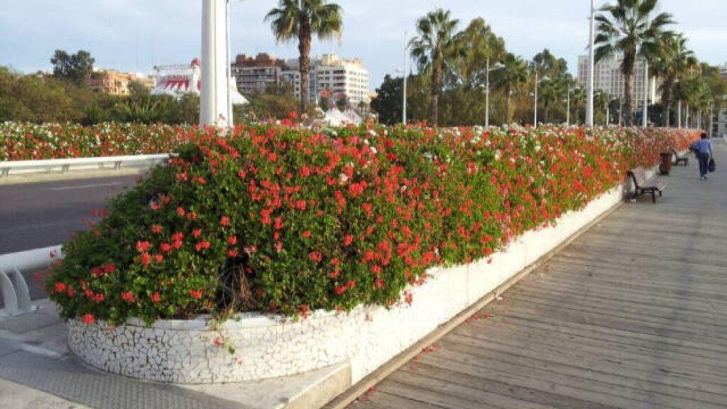 El PP respalda la conservación de los puentes de Valencia: "Es difícil confiar en el PSPV"