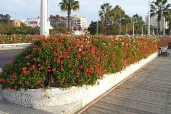El PP respalda la conservación de los puentes de Valencia: "Es difícil confiar en el PSPV"