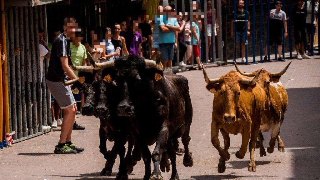 Investigación por el asesinato a tiros de un toro fugado en los festejos de 'bous al carrer' en Gátova