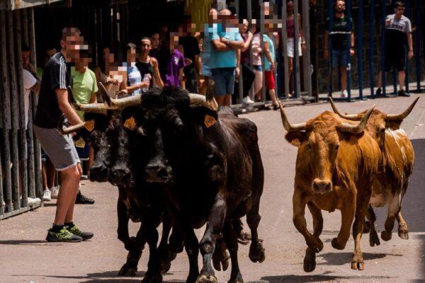 Investigación por el asesinato a tiros de un toro fugado en los festejos de 'bous al carrer' en Gátova