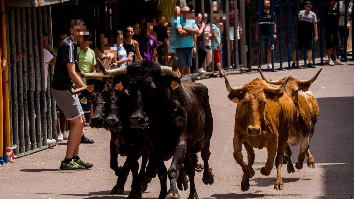 Investigación por el asesinato a tiros de un toro fugado en los festejos de 'bous al carrer' en Gátova