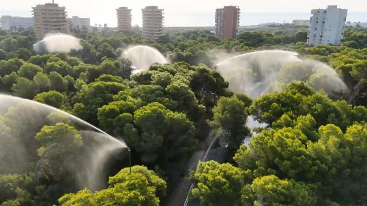 Descubre La Devesa de El Saler: el pulmón verde que salvaguarda Valencia entre el mar y la Albufera