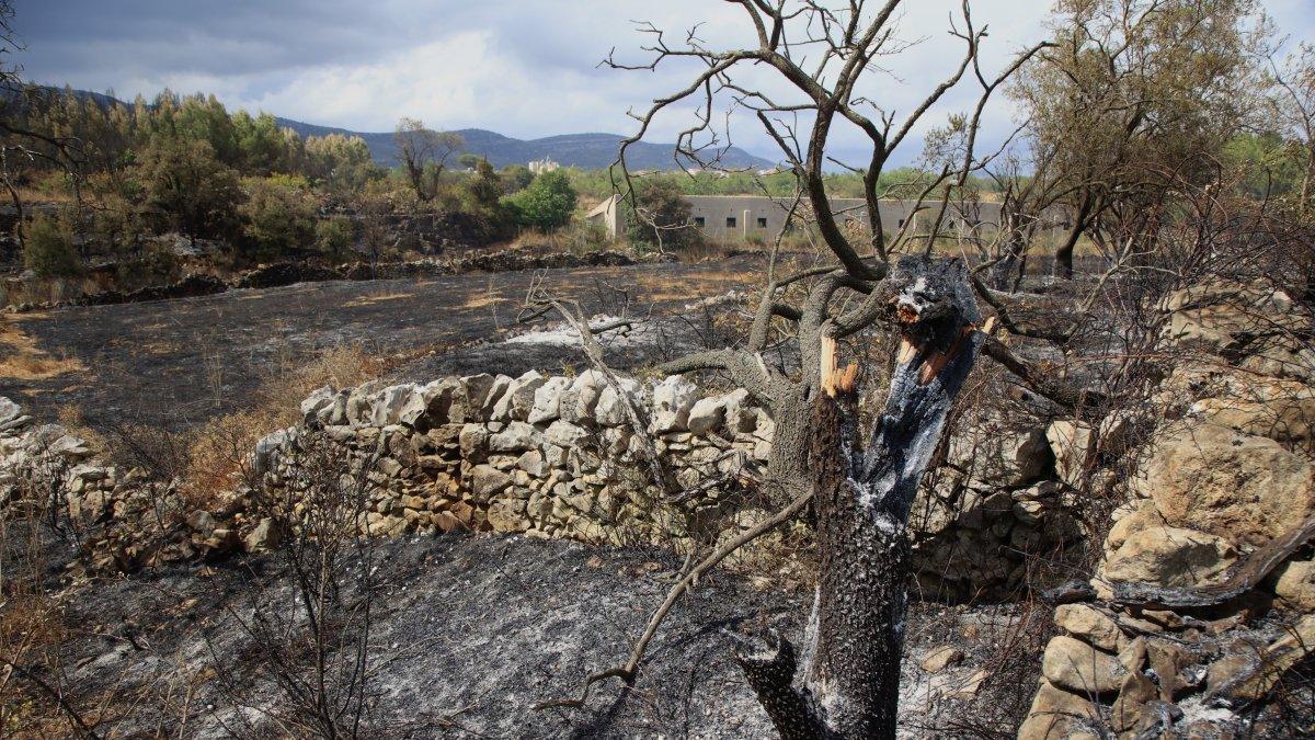 Pérez Llorca amplía las ayudas por incendios en Castellón a Tírig, Catí, Culla y tres municipios más