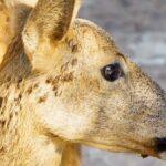 Preocupación en Castellón por las dolorosas picaduras de una mosca invasora
