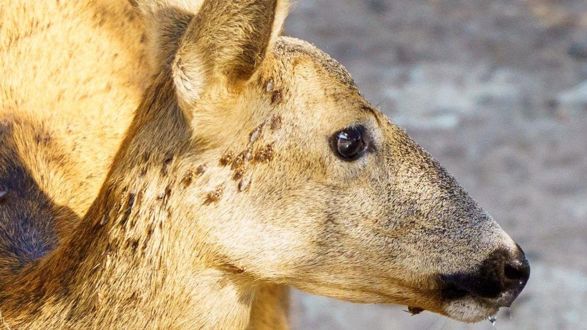 Preocupación en Castellón por las dolorosas picaduras de una mosca invasora