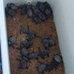 Descubren 70 tortugas bobas nacidas de un nido oculto en la playa de El Torres, Vila Joiosa