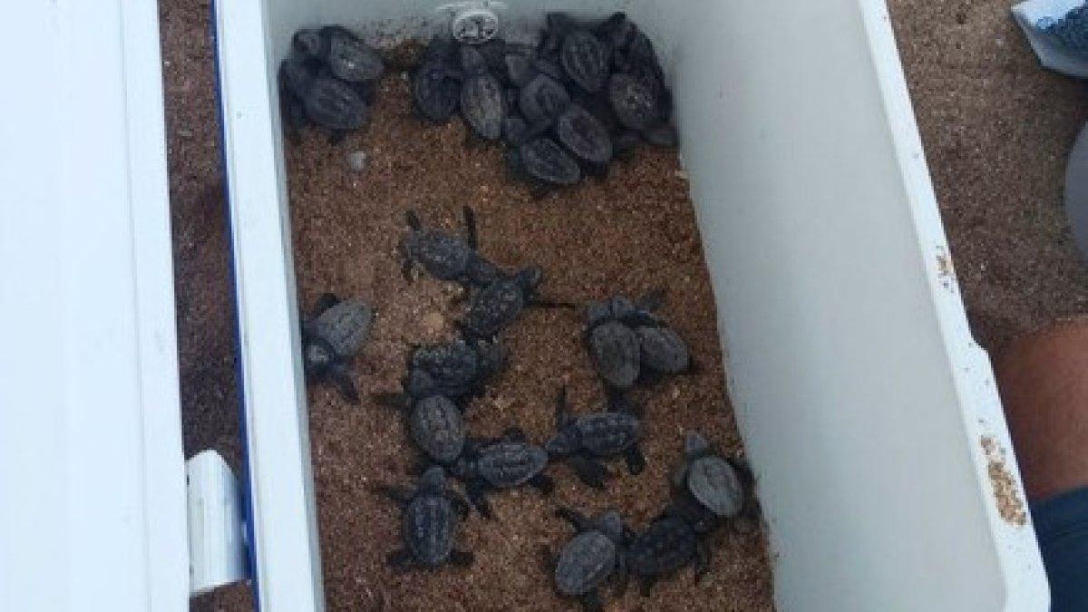 Descubren 70 tortugas bobas nacidas de un nido oculto en la playa de El Torres, Vila Joiosa