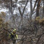 La recuperación de El Saler tras el incendio: un proceso que llevará 20 años