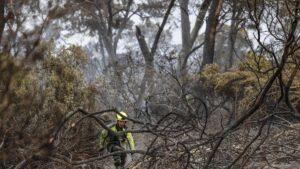 La recuperación de El Saler tras el incendio: un proceso que llevará 20 años
