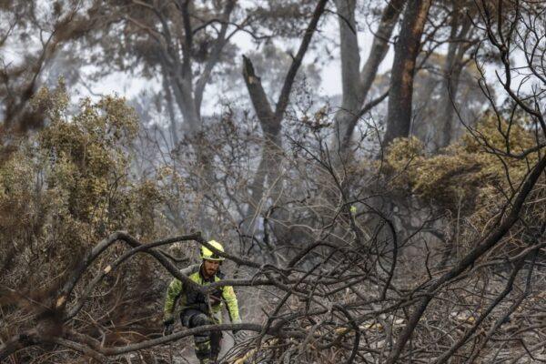 La recuperación de El Saler tras el incendio: un proceso que llevará 20 años