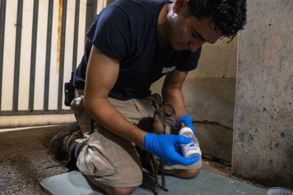 Descubre la fascinante historia de conservación del nuevo habitante de Bioparc Valencia