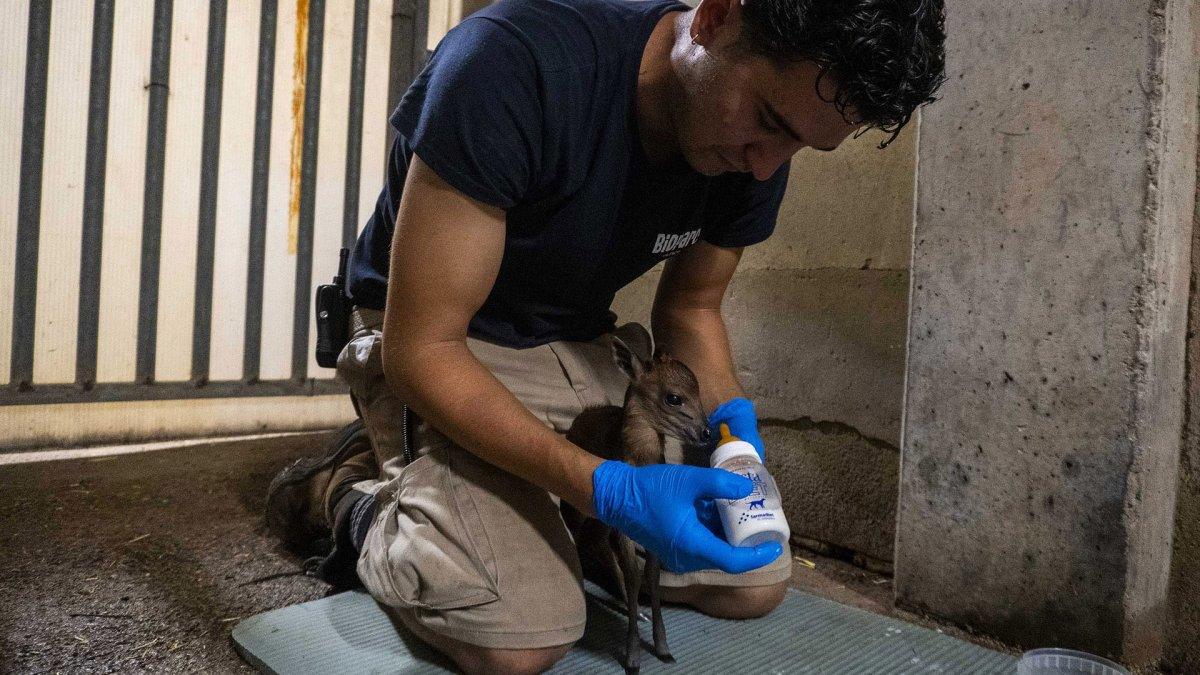 Descubre la fascinante historia de conservación del nuevo habitante de Bioparc Valencia