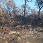 Incendio en El Saler: Reapertura de la CV 500 y restablecimiento del acceso a playas, restaurantes y EMT a partir de medianoche