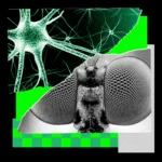 Entrené a una mosca para que me inspirara en ideas creativas para historias