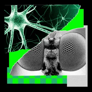 Entrené a una mosca para que me inspirara en ideas creativas para historias