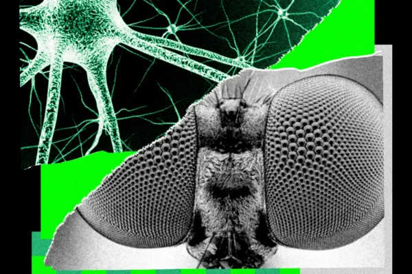 Entrené a una mosca para que me inspirara en ideas creativas para historias